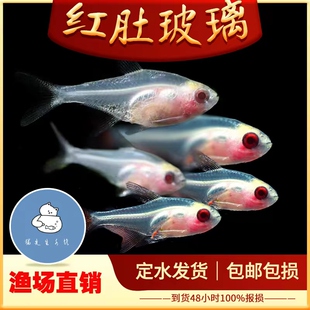 红肚玻璃鱼活体透明鱼热带鱼观赏小型好养易活草缸淡水灯科群养鱼
