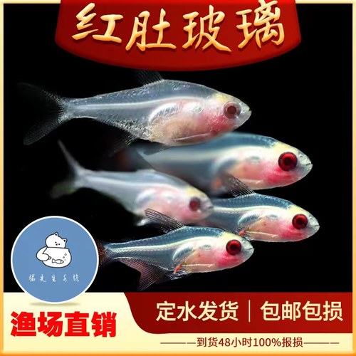 红肚玻璃鱼活体透明鱼热带鱼观赏小型好养易活草缸淡水灯科群养鱼