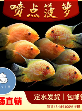 喷点菠萝鱼肯梅塔菠萝鱼金菠萝鱼热带观赏鱼大型鱼好养活体观赏鱼