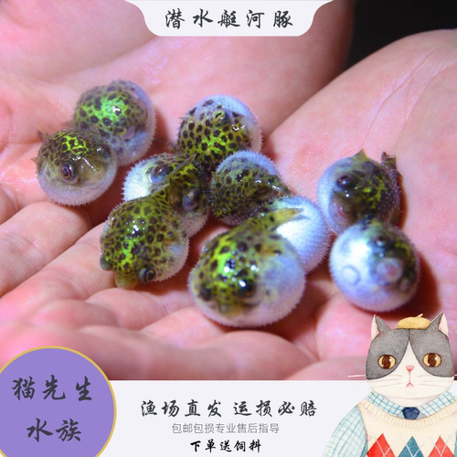 潜水艇河豚巧克力娃娃斑马狗头凶猛除螺好养金娃娃鱼生气观赏鱼