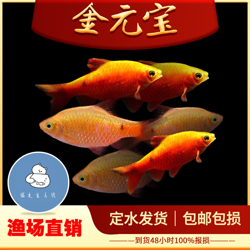 金元宝鱼玫瑰鲫鱼观赏鱼广温闯缸新手鱼好养耐活低温小型草缸鱼苗 - 实物图