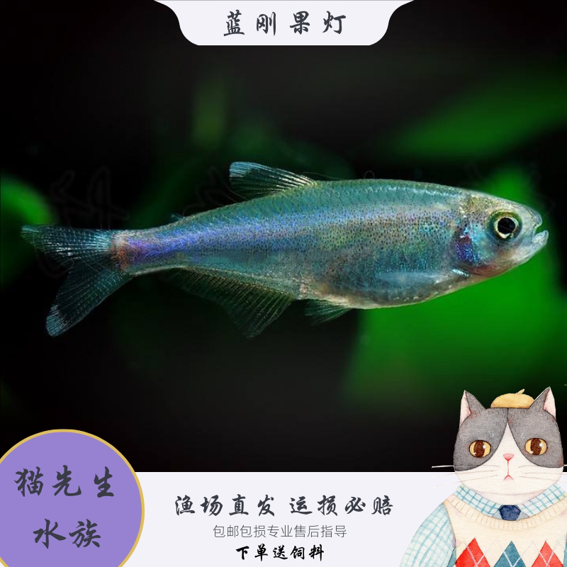 蓝刚果灯鱼热带观赏鱼蓝色灯鱼群游鱼七彩闪光蓝线灯科淡水小型鱼