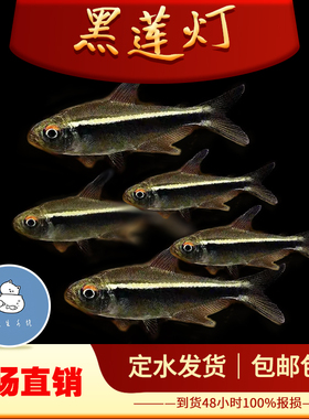 黑莲灯鱼黑灯管小型观赏鱼水草缸黑灯科活体淡水群游霓虹活体热带