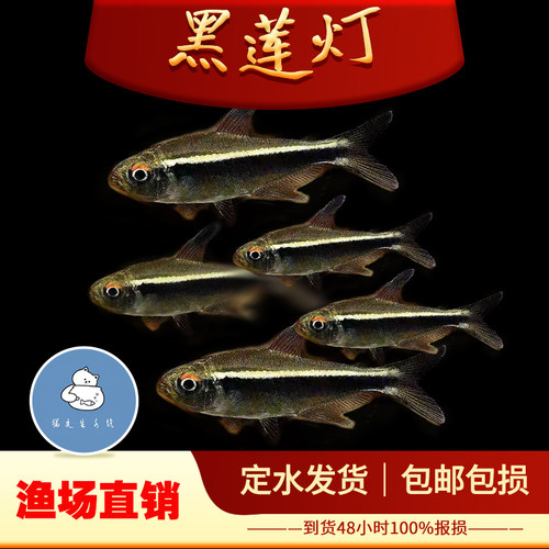 黑莲灯鱼黑灯管小型观赏鱼水草缸黑灯科活体淡水群游霓虹活体热带