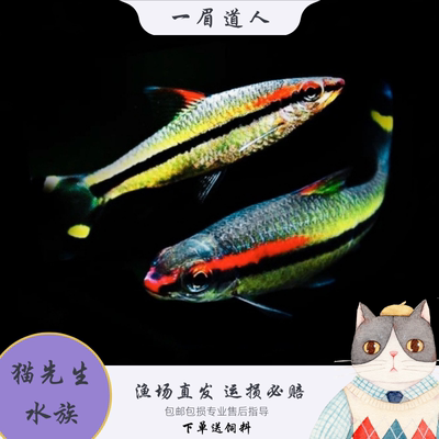 一眉道人鱼热带鱼红眉灯鱼草缸群游观赏鱼热带淡水宠物鱼活体好养
