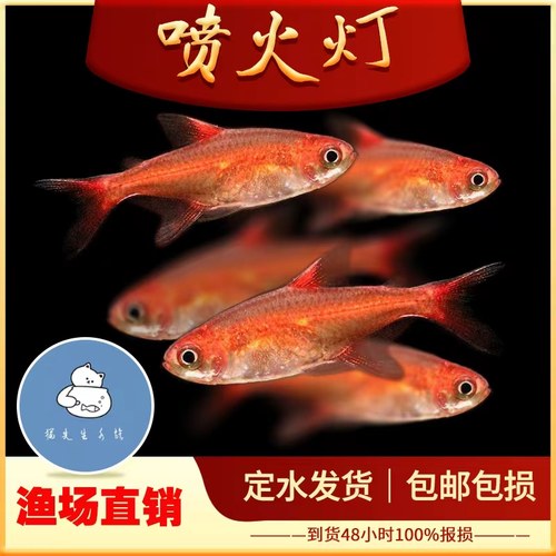 喷火灯热带鱼淡水鱼小型观赏鱼灯科鱼红绿灯红色群游鱼火焰鱼活体