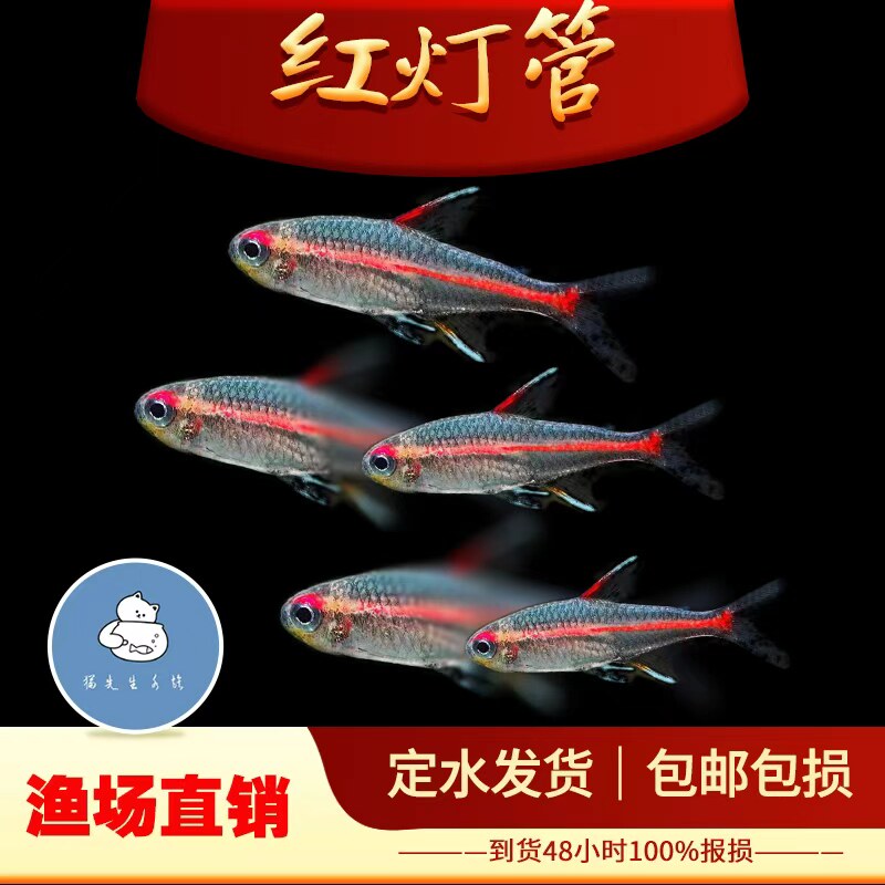 红光管鱼玻璃霓虹灯热带观赏鱼水草缸热带群游小型红灯管灯鱼活体