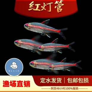 红光管鱼玻璃霓虹灯热带观赏鱼水草缸热带群游小型红灯管灯鱼活体
