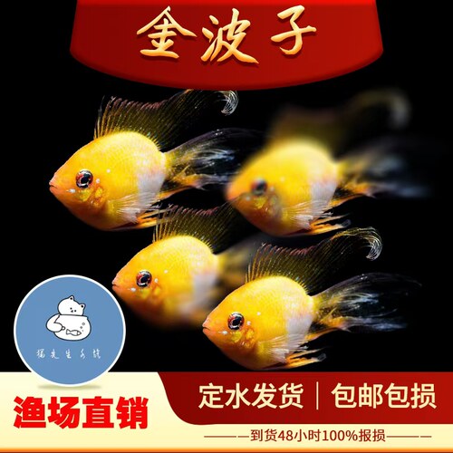 桃心金波子鱼蓝波子阿凡达短鲷鱼凤凰球小型热带观赏鱼草缸活体鱼