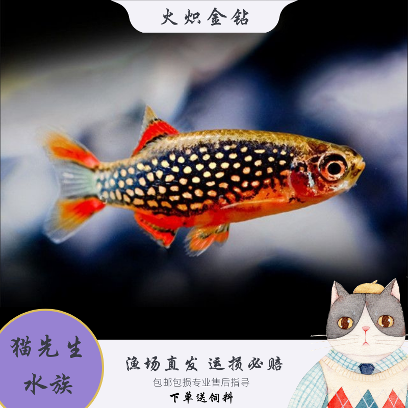 火炽金钻鱼银河斑马鱼热带观赏鱼小型鱼金点火翅斑马鱼活体群游鱼