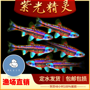 紫光精灵鱼南美水草缸幻彩霓虹灯鱼热带观赏鱼小型耐寒冷水鱼活体