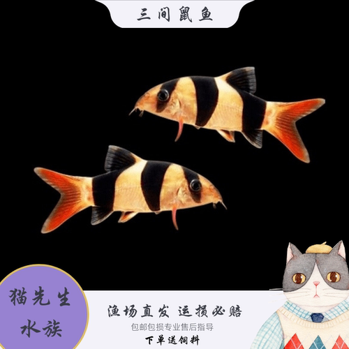 三间鼠鱼热带观赏鱼小丑泥鳅三间鼠吃涡虫清缸工具鱼活体宠物鱼