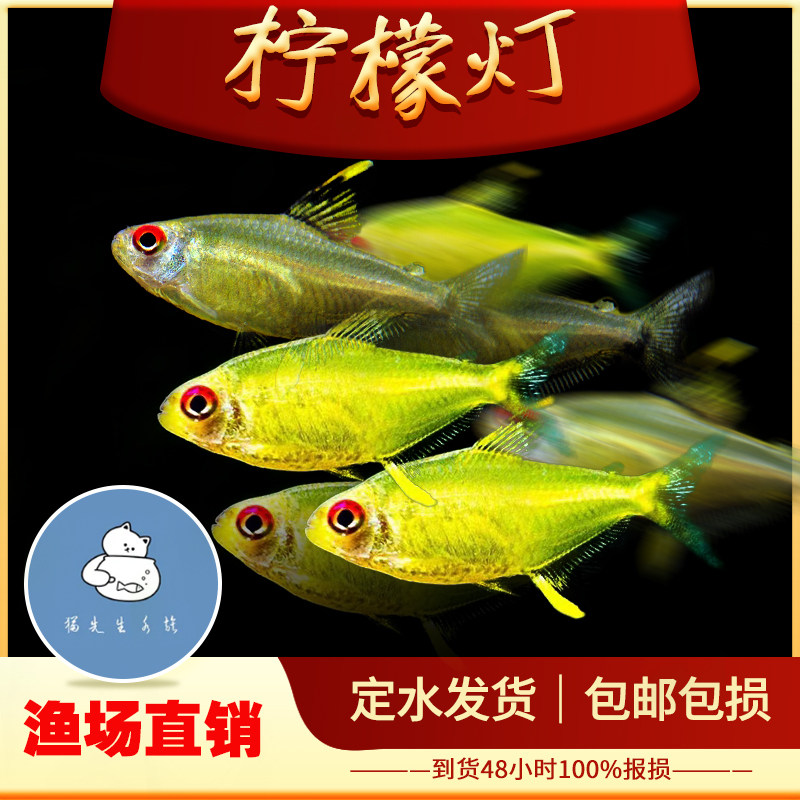 柠檬灯鱼小型群游鱼水草缸南美灯鱼甜心柠檬鱼热带观赏桃柠檬灯鱼