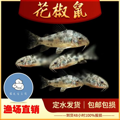 花椒鼠鱼花鼠长鳍花椒鼠高帆花椒擦缸工具鼠鱼活体除藻热带观赏鱼