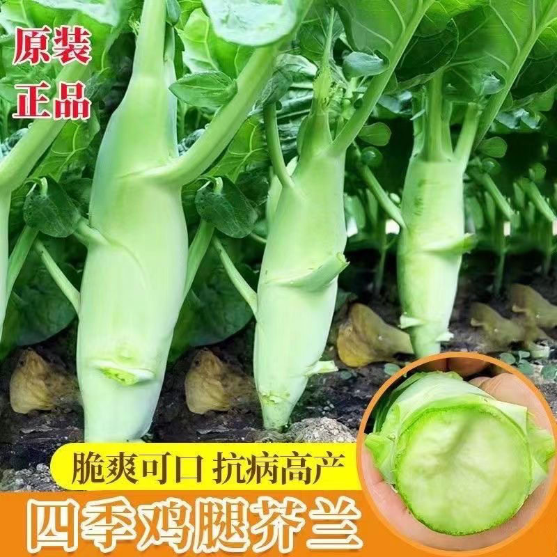 鸡腿芥兰种子芥蓝菜种籽夏秋种菜园农家种植耐热秋冬耐寒蔬菜种孑