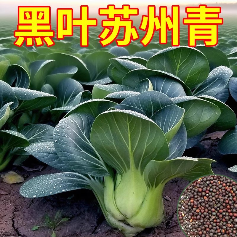 苏州青菜种子黑叶矮脚油菜种籽菜籽小青菜青梗上海青蔬菜种子大全