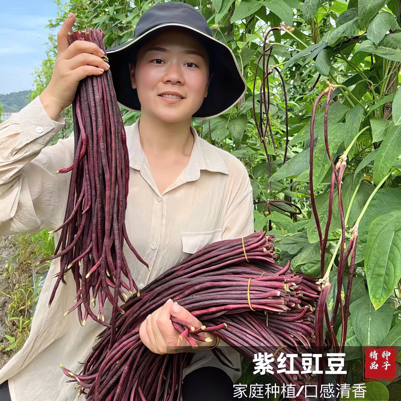 特长紫红豇豆种子 春秋红豇豆种子 紫红豆角种籽耐热豇豆蔬菜种子