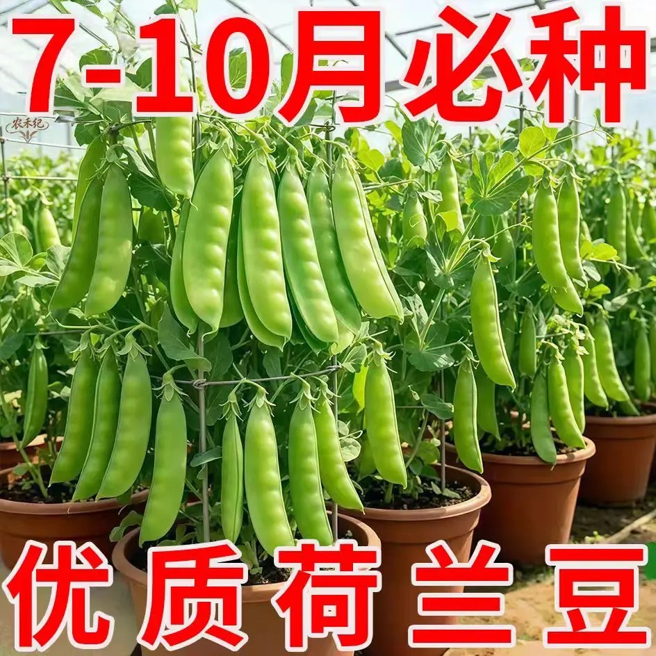 甜脆荷兰豆种子籽耐寒无筋嫩荚多茬采收南北四季盆栽菜园蔬菜种子