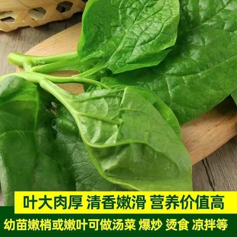 大叶木耳菜种子四季阳台盆栽高产木耳菜种籽