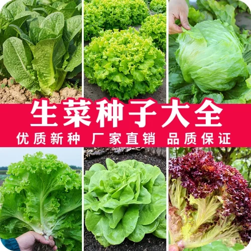 生菜组合种子春季播种家庭蔬菜叶菜庭院种植