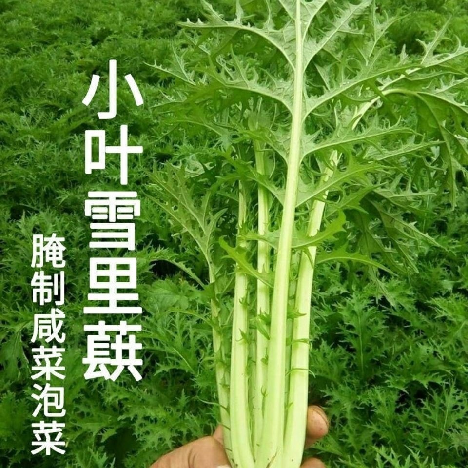 细叶雪里红菜种子雪里蕻菜籽儿南北方咸菜梅干菜种可盆栽蔬菜种子