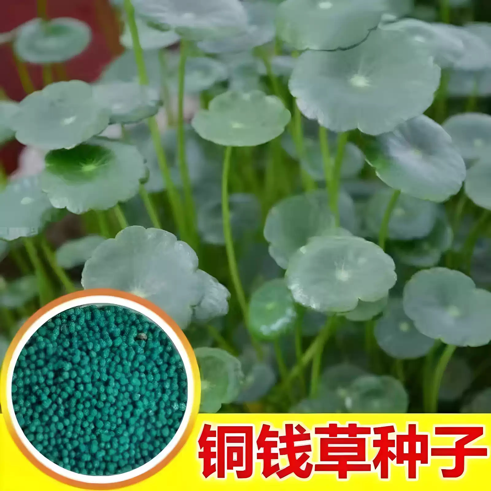 铜钱草草籽大叶子水养草种四季播种水培植物籽花卉盆栽室内绿种子