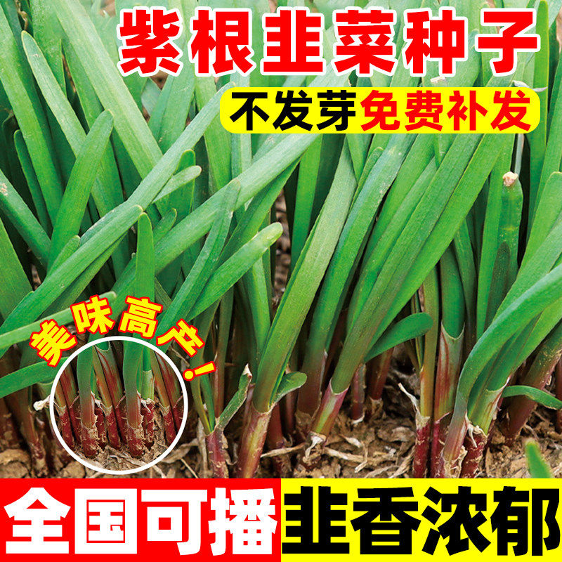 紫根韭菜种子四季种籽子根红根宽叶根蔬菜籽种子大叶籽大全