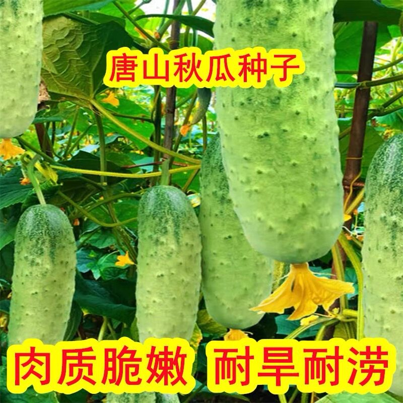 【唐山秋瓜黄瓜种子】唐秋一号水果黄瓜籽阳台秋黄瓜农家蔬菜种子