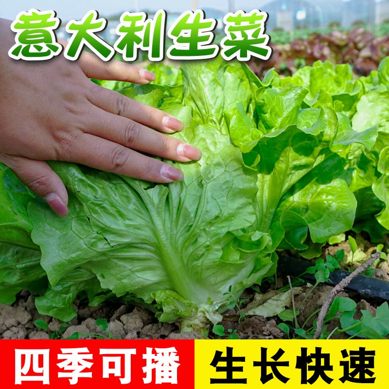 意大利生菜种子四季奶油生菜种子