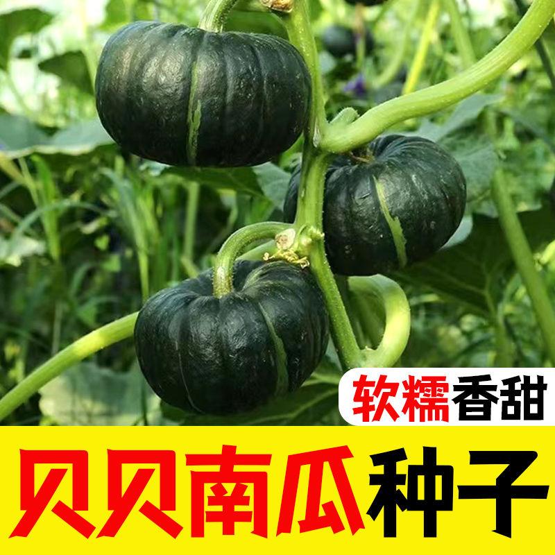 贝贝南瓜蔬菜种子种子迷你南瓜籽果肉厚品质甜面庭院菜园高产早熟