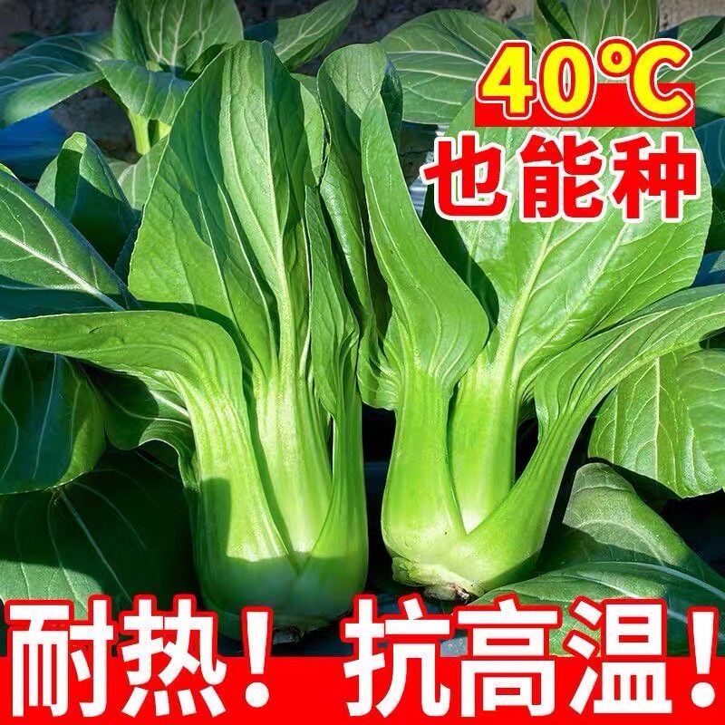 四季小青菜菜种子 矮杆青梗上海青种子小青菜籽蔬菜盆栽阳台庭院