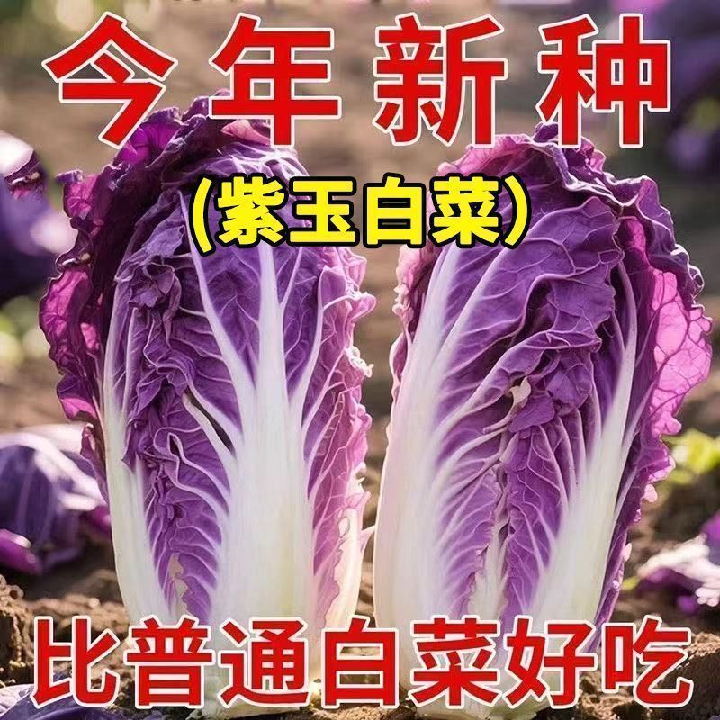 新品紫玉白菜种子里外紫色大白菜四季播种庭院田地紫白菜种子蔬菜