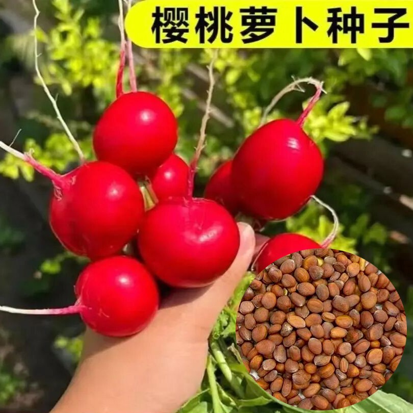 樱桃小红萝卜种子迷你水果萝卜25天阳台盆栽早熟易种家庭蔬菜种子