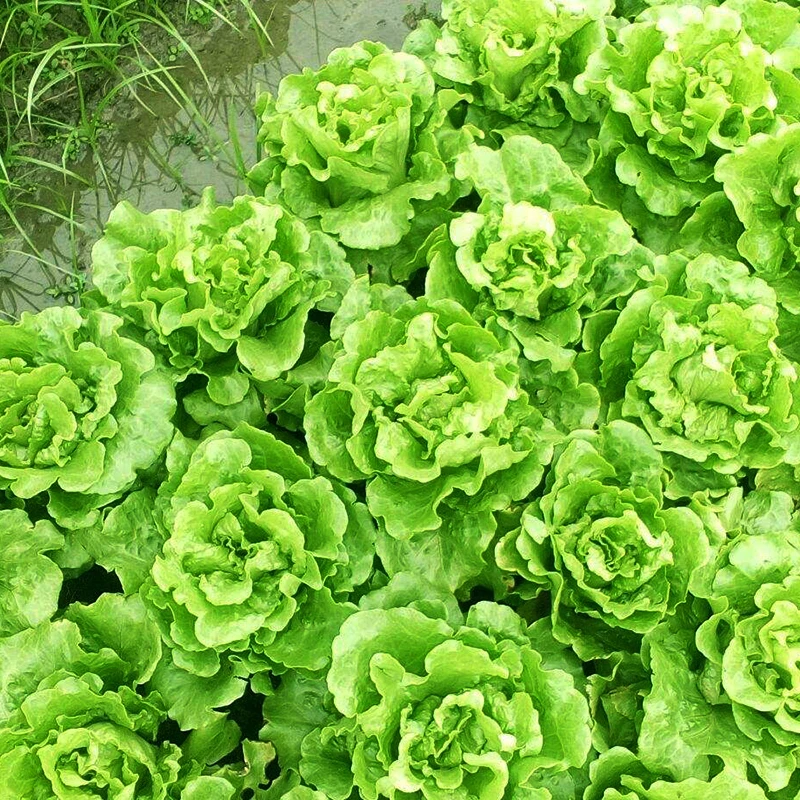 意大利生菜种子四季阳台盆栽农家蔬菜孑可生吃夏季耐热