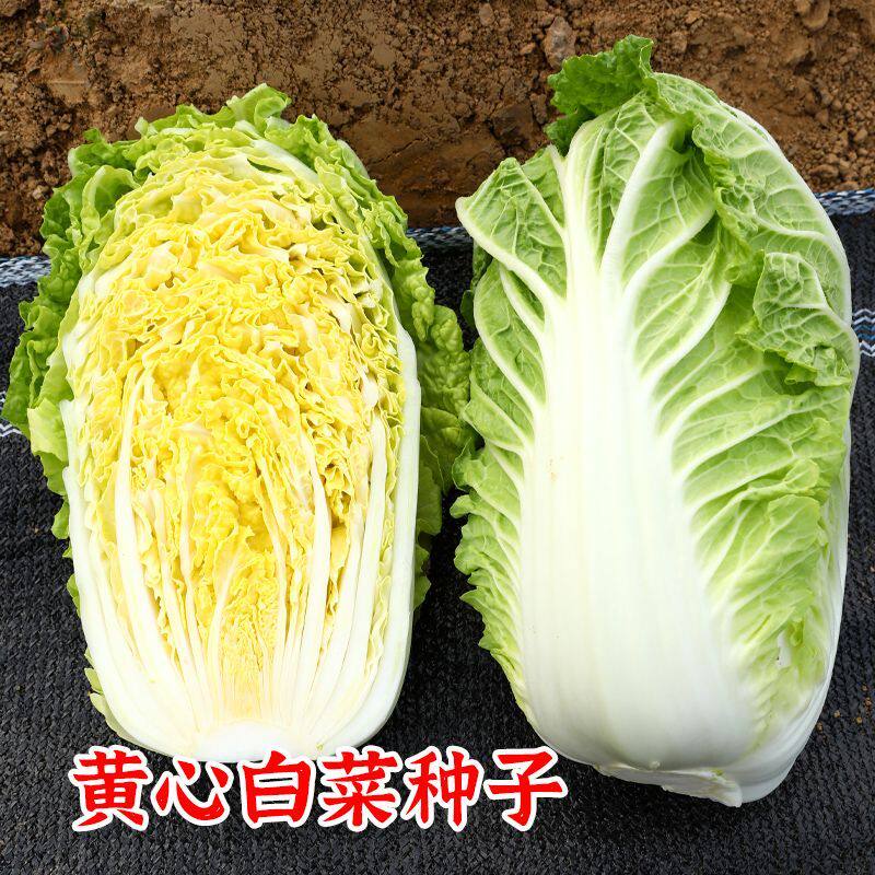 黄心大白菜种子黄芯快菜种籽高产四季春秋蔬菜种子口感好吃菜园种