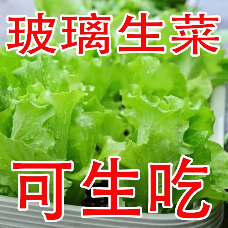 奶油生菜种子蔬菜叶菜类生菜烤肉凉拌甜脆多汁沙拉菜农家蔬菜种子