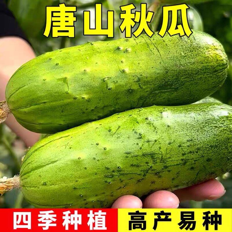 【唐山秋瓜黄瓜种子】唐秋一号水果黄瓜籽阳台秋黄瓜农家蔬菜种子