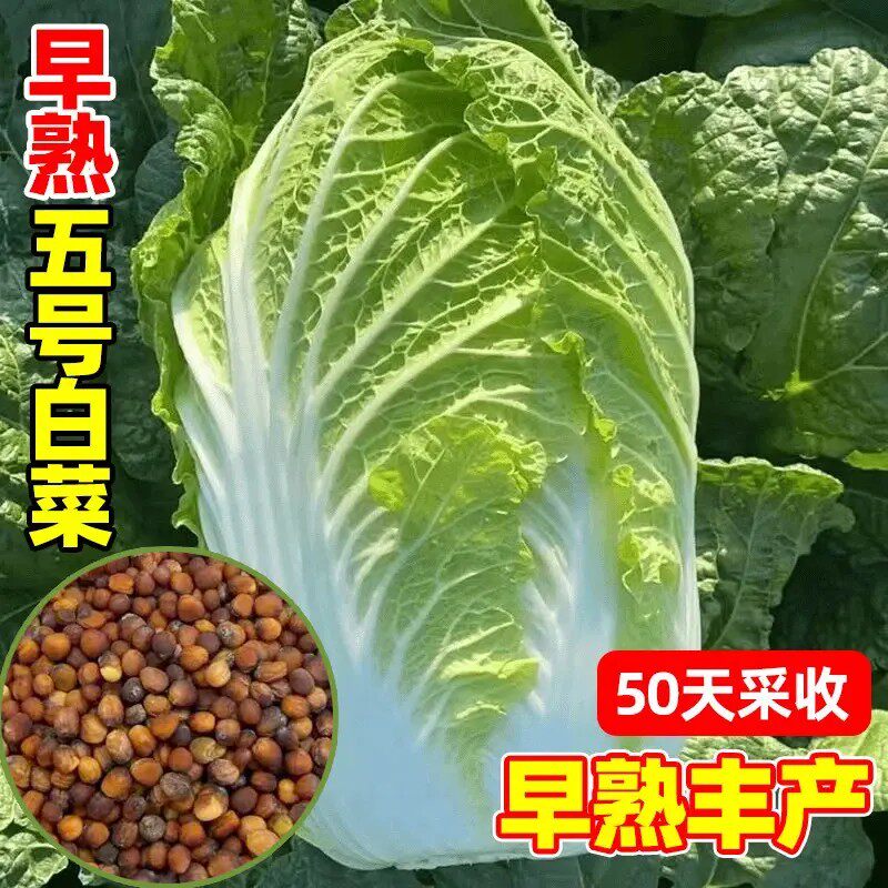 早熟五号白菜种子50天秋冬大白菜越冬青菜种籽家庭耐寒蔬菜种子