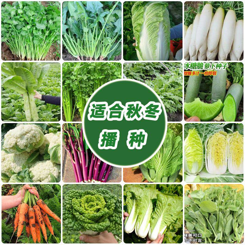 秋冬蔬菜种子大全室内外农家阳台庭院播种香菜生菜草莓辣椒菜种子
