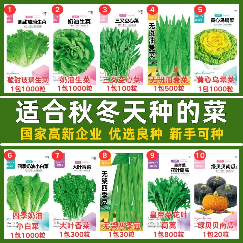 适合秋冬天种的菜种子四季荠菜生菜萝卜白菜乌塌菜冰菜西洋菜菠菜