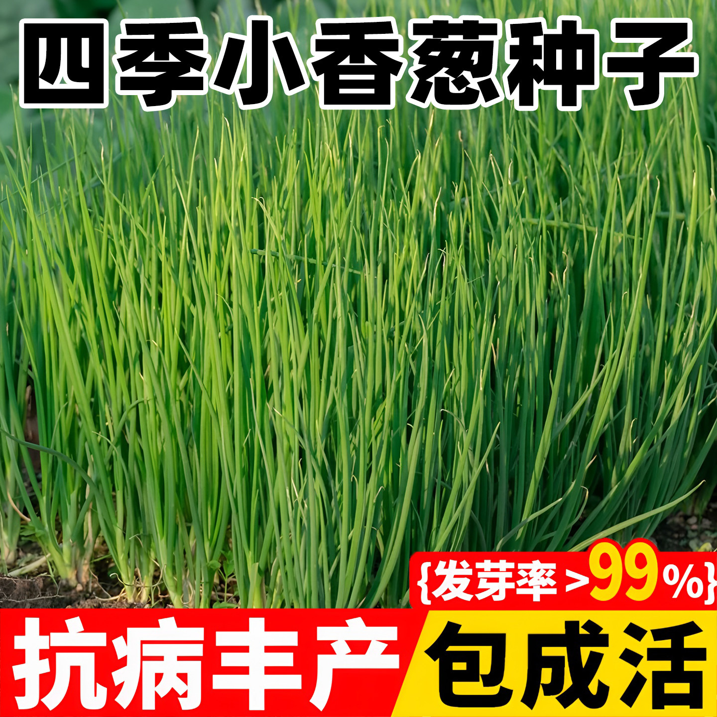 小香葱种子蔬菜种子四季小香葱种子四季种植简单好生长盆栽庭院