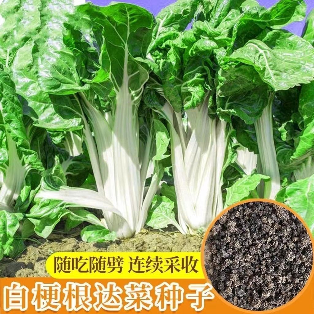 根达菜种子四川牛皮菜种籽