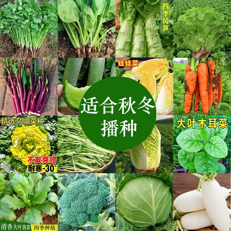 秋冬播种蔬菜种子孑种籽菠菜生菜快菜萝卜香菜紫苏葱水草蔬菜籽种