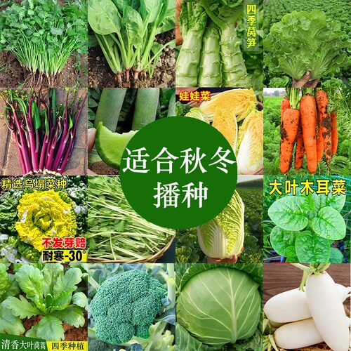秋冬播种蔬菜种子孑种籽菠菜生菜快菜萝卜香菜紫苏葱水草蔬菜籽种