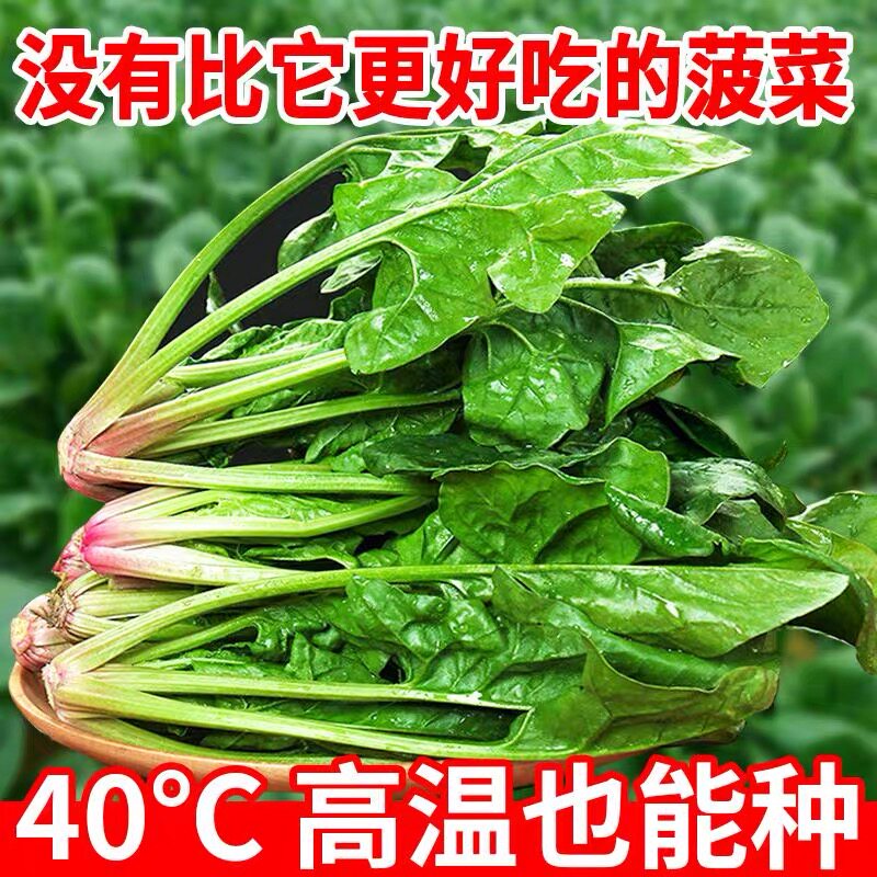 大叶菠菜种子四季蔬菜秋冬籽种阳台种籽抗热菜种盆栽波菜子菜籽子