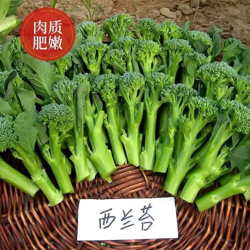 美味西兰苔种子营养西兰花菜种子高产抽苔花菜苔蔬菜【今年新种】