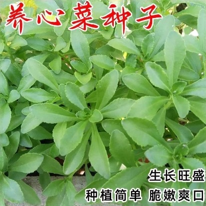 连续采收养心菜种子高钙养心菜盆栽地栽蔬菜种子多年生耐热无虫