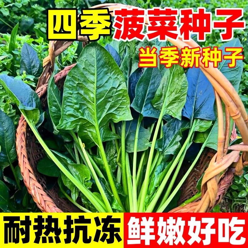 大叶菠菜种子耐热耐寒种籽菠菜种籽春秋冬四季农家蔬菜菠菜籽种子