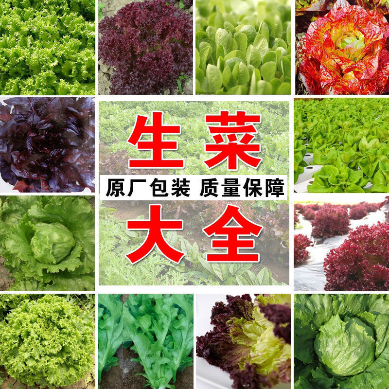 豌豆种子四季栽培蔬菜种子