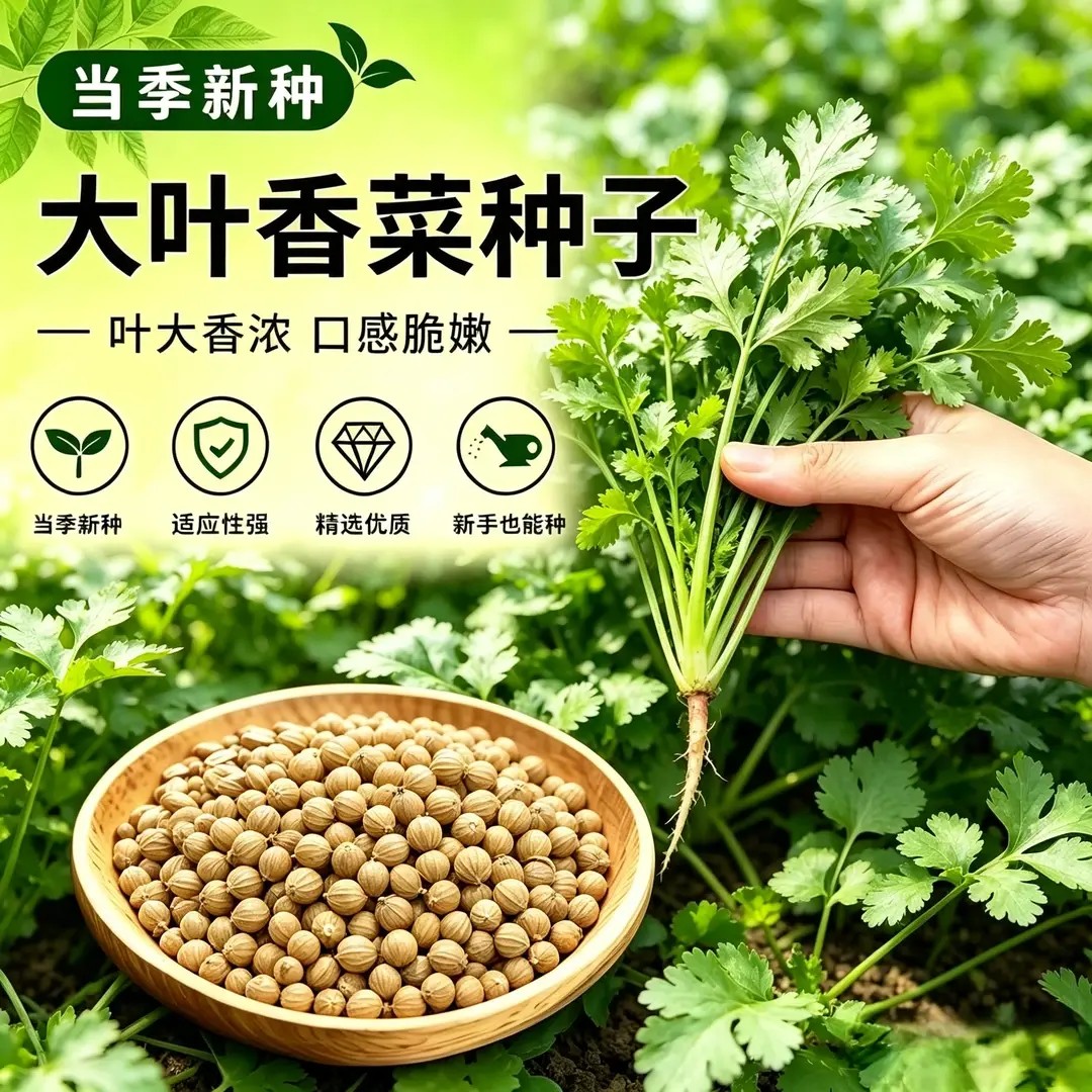 【免破壳】耐寒四季速生香菜菜籽种子三天出大叶芫荽种籽黄瓜蔬菜